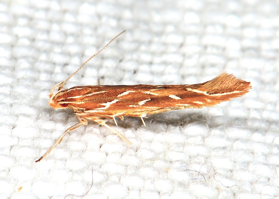 Cosmopterigidae
